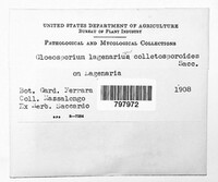Gloeosporium lagenarium image